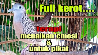 Download lagu Perkutut lokal gacor full kerot terapi menaikan emosi dan untuk pikat mp3 Download lagu Perkutut lokal gacor full kerot terapi menaikan emosi dan untuk pikat mp3