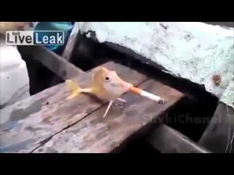 Funny Jokes Videos Best Prank of Web #13