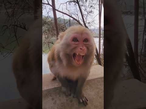 Very Angry Monkey 🐒😡🤬😤 #youtubeshorts #shorts #viralshorts #monkey #ytshorts #shortsfeed #funny