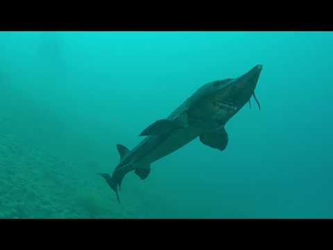 La Gravière Du Fort - 11.08.2019