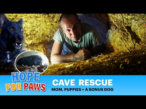 CAVE rescue with lots of puppies, and a bonus dog who read my mind!!! #puppy