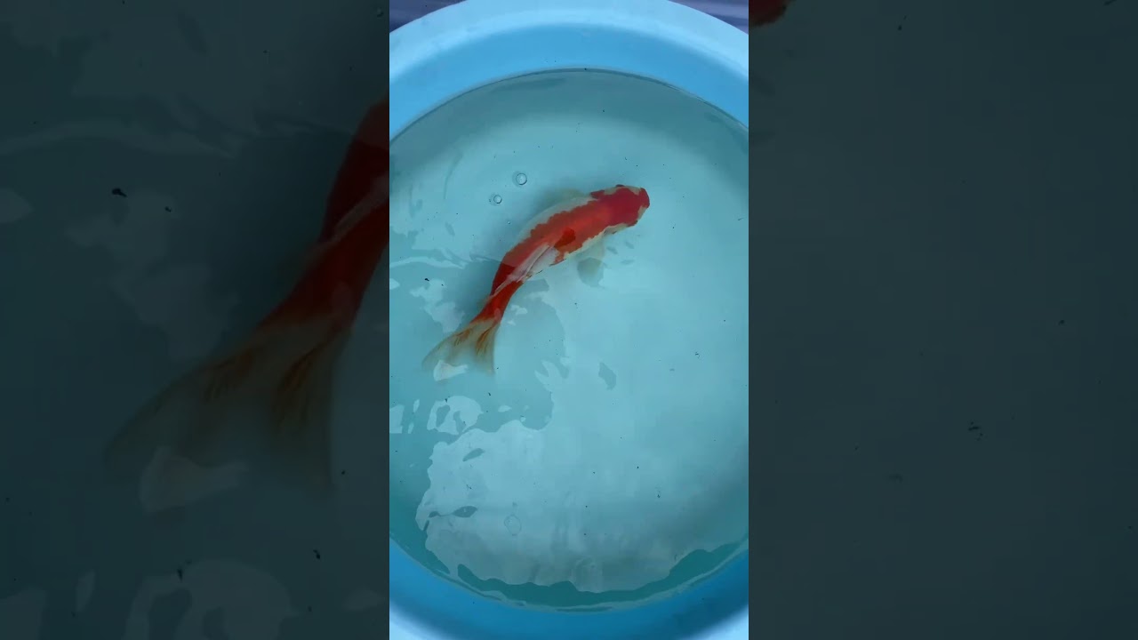 ジャンボ獅子頭no.5 上見