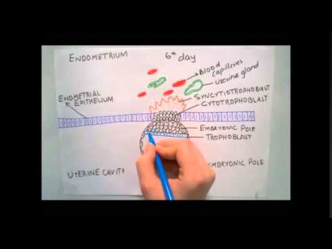 development of placenta