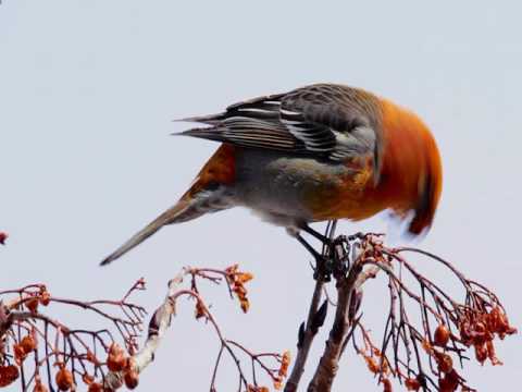 Pine Grosbeak