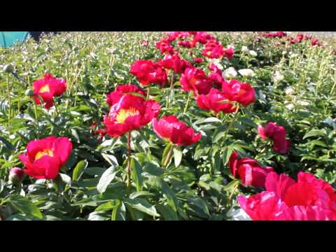 Orange Glory 2017 05 26 1