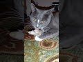 Cat Mouse Horror Shorts