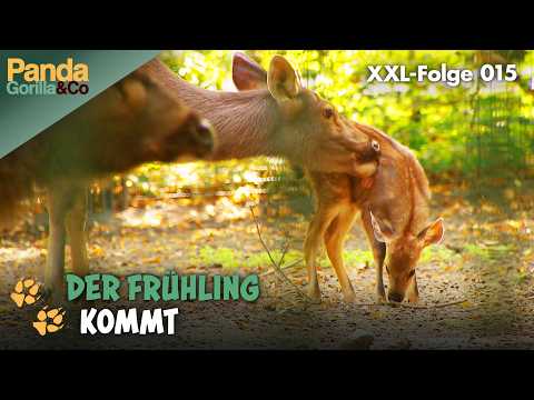 XXL-Frühlings-Spezial: Frühlingsgefühle im Zoo | Panda, Gorilla & Co.