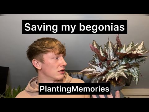 BEGONIA RESCUE | Dibleys begonias