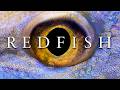 REDFISH | An Original Film