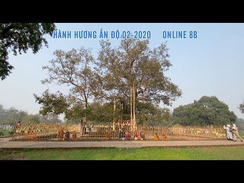 ĐOÀN HÀNH HƯƠNG ĐẠO PHẬT NGÀY NAY CHIÊM BÁI CÂY BỒ-ĐỀ ANADA (ANADA BODHI TREE)