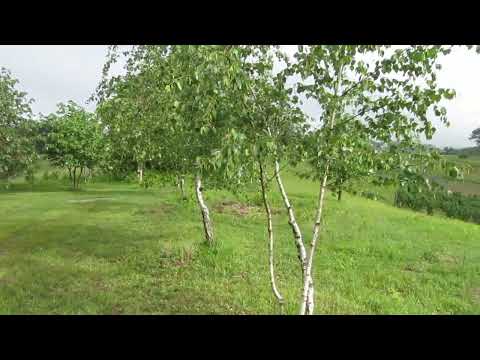 Trijići - Krstača, Čitluk, Ljubovija