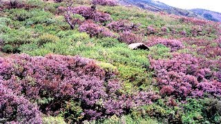 Neelakurinji - the wonder bloom of Kerala