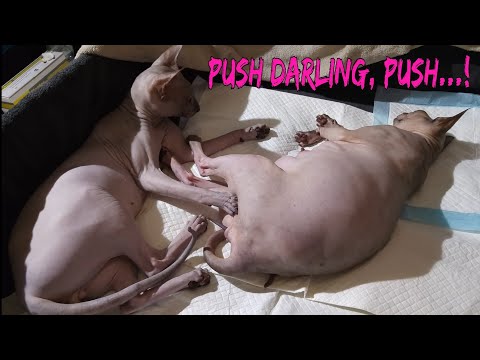 Heart Touching Moments 💓 Sphynx Cats Waiting to Give Birth | EMOTIONAL