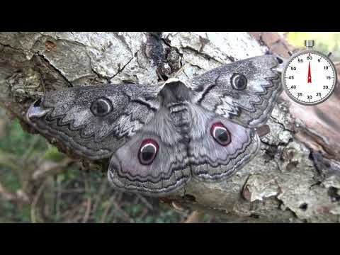 Silkmoth life cycle: Rinaca lindia / One-Minute Life Cycle