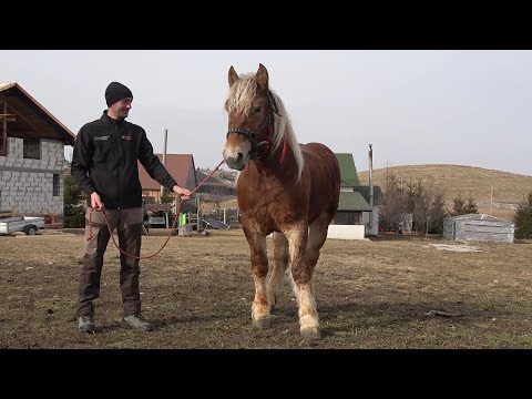 Caii lui Sorin de la Marisel, Cluj - 2025 Nou!!!