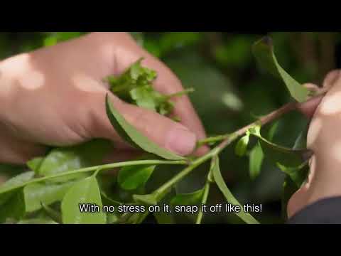 Tea Hand Picking Introduction Video