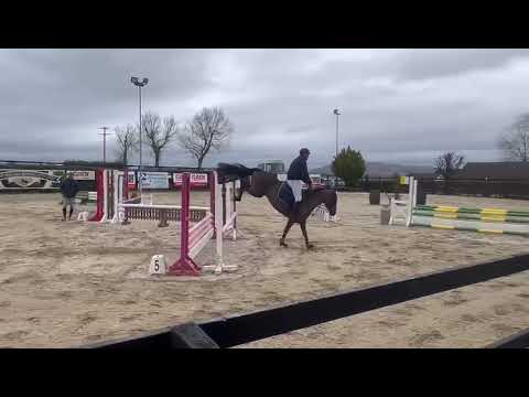 14.2 Quality Bred Mare - Image 2