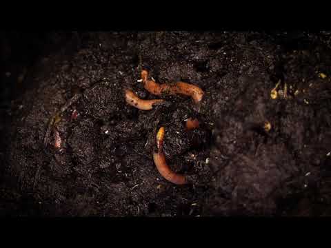 The Amazing World Of Earthworms In The Uk - Springwahtc - Animal Kingdom