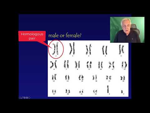 Synapsis forms tetrads