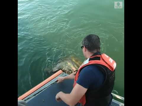 Members of Coast Guard help rescue 200-pound loggerhead turtle trapped in line | ABC News