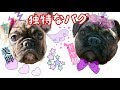 魅力的な米津玄師さん！パグ犬ガジラも独特 ペキニーズ　ブルドッグ　ミック犬もビックリ