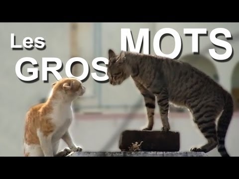 I Love Cats : Je Joue avec mon Chat PC