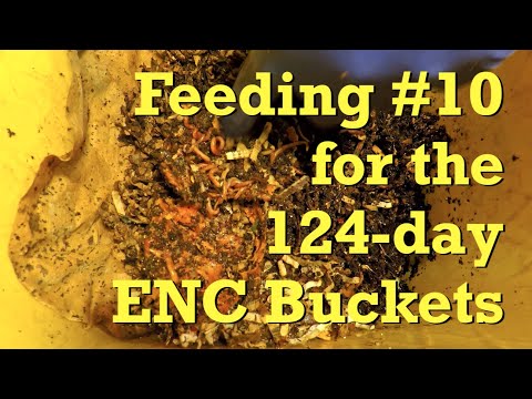 Yellow Euro nightcrawler worm buckets get 10th feeding at day 124 - vermicompost