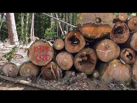 Wandern mit Geocaching bei Winterkasten: Germannshöhe, Wildweibchenstein und ein Camp im Wald