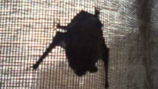 preview picture of video 'Little Brown Bat - Meridian, PA'