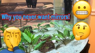 Why to never get a mirror fish tank!