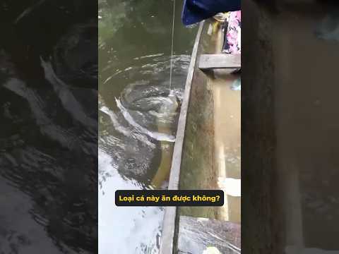 Gặp những loài cá kỳ lạ này có ăn được không?   #shorts #mienhoason