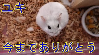 ユキが息を引き取りました