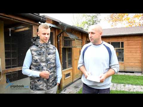 Piotr Bugała - PZHGP 0153 Ruda Śląska II / Udany Sezon 2017