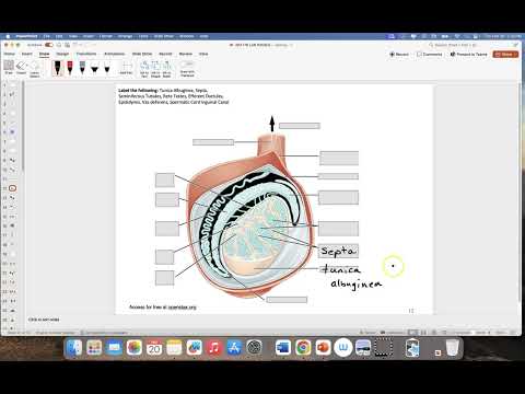 Anatomy of the Scrotum, Testis and Epididymis