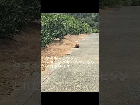 カササギを追い払う方法 カササギを追い払う理想的な方法 家禽