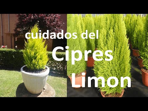 Así tendrás un precioso ciprés limón