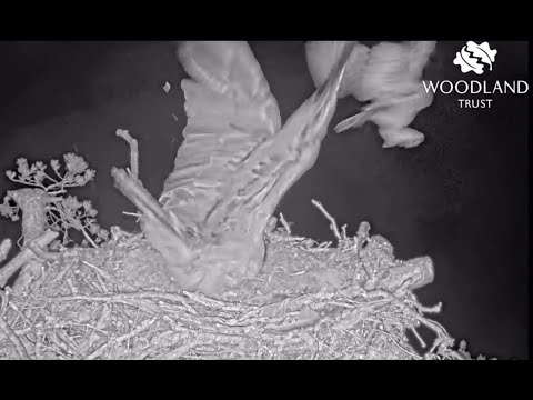 Loch Arkaig Osprey nest 2 gets a third owl strike one minute after the last one 8 May 2022 (slo-mo)