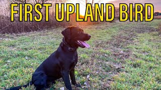 Training My BIRD DOG with QUAIL for Upland | FIRST FLUSH