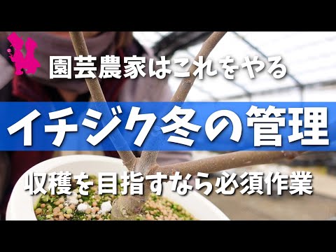 園芸 イチジクの木に関するよくある質問