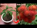 How To Propagate Rambutans From Seeds