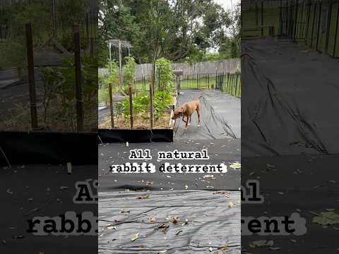 All natural rabbit deterrent. #cutedog #dog ￼
