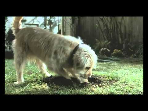 Travellers Insurance Commercial Dog with Bone