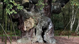 Robin-Hood-Legende: 1.200 Jahre alte Eiche im Sherwood Forest für tot erklärt