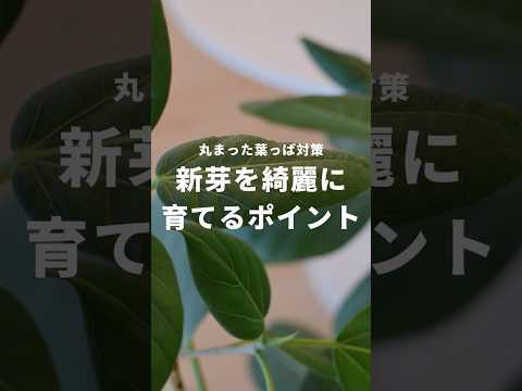 黒くなった植物の対処法は？美しい緑の葉を作るための4つの解決策!  庭園