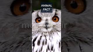 Did you know owls eyeballs are actually shaped like tubes similar to binoculars. Comment and sub👇