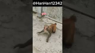 Download lagu Monyet Kaget!! 🤣 | #shorts #monyet #monyetlucu mp3