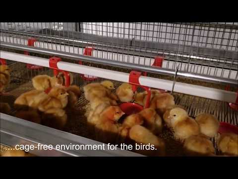 Breeders Battery Cages