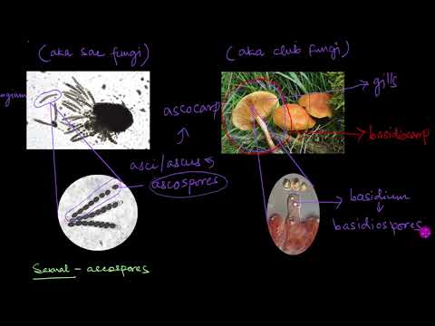 Classification of Fungi | Biological Classification | Biology | Khan Academy