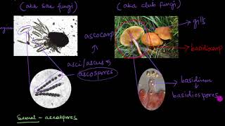 Classification of Fungi  Biological Classification