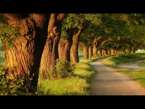 THE FOREST - POWERFUL GUIDED MEDITATION - THE CELESTINE PROPHECY - SALLE REDFIELD!